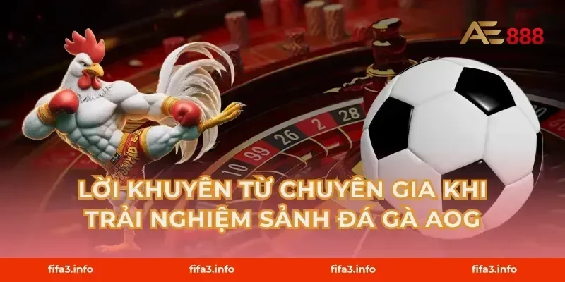 Lời khuyên từ chuyên gia khi trải nghiệm Sảnh Đá Gà AOG